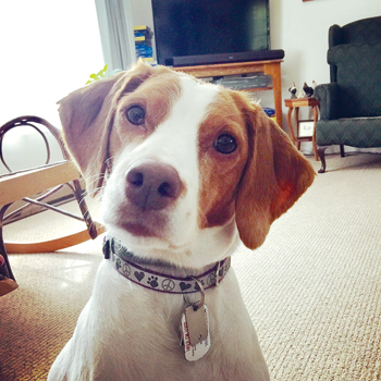 My pet piper